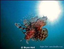A shallow wreck in the Durban basin is home to a faily of... by Bryan Hart 